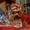 Породистые щенки йоркширского терьера - <ro>Изображение</ro><ru>Изображение</ru> #3, <ru>Объявление</ru> #972887