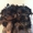 Породистые щенки йоркширского терьера - <ro>Изображение</ro><ru>Изображение</ru> #2, <ru>Объявление</ru> #972887