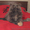Шотландские котята, хайленды от Меллер - <ro>Изображение</ro><ru>Изображение</ru> #2, <ru>Объявление</ru> #984365