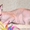 Котята канадских сфинксов.Профессиональный питомник "AVATARA" - <ro>Изображение</ro><ru>Изображение</ru> #3, <ru>Объявление</ru> #993980