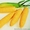 Продам семена сахарной кукурузы Брусница. - <ro>Изображение</ro><ru>Изображение</ru> #1, <ru>Объявление</ru> #1007983