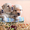 Палевые щенки лабрадоров - <ro>Изображение</ro><ru>Изображение</ru> #1, <ru>Объявление</ru> #1023005
