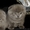 Шотландские вислоухие  котята голубого окраса - <ro>Изображение</ro><ru>Изображение</ru> #4, <ru>Объявление</ru> #205996