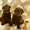 Красивые шоколадные щенки лабрадора - <ro>Изображение</ro><ru>Изображение</ru> #3, <ru>Объявление</ru> #1035535