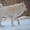 Щенки аляскинского маламута эксклюзивного белого окраса - <ro>Изображение</ro><ru>Изображение</ru> #8, <ru>Объявление</ru> #1038381