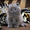 Британский кот приглашает на вязку вислоушек - <ro>Изображение</ro><ru>Изображение</ru> #4, <ru>Объявление</ru> #376392