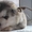 Щенки аляскинского маламута от лучшего питомника - <ro>Изображение</ro><ru>Изображение</ru> #2, <ru>Объявление</ru> #1038380