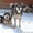 Кобель аляскинского маламута - <ro>Изображение</ro><ru>Изображение</ru> #4, <ru>Объявление</ru> #1038382