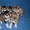 Щенки аляскинского маламута от лучшего питомника - <ro>Изображение</ro><ru>Изображение</ru> #5, <ru>Объявление</ru> #1038380
