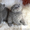 Британский кот приглашает на вязку вислоушек - <ro>Изображение</ro><ru>Изображение</ru> #3, <ru>Объявление</ru> #376392