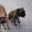 Собака-КЛОУН,НЯНЬКА и без вопросов БОЕЦ!!! - <ro>Изображение</ro><ru>Изображение</ru> #3, <ru>Объявление</ru> #1052605