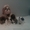 Продам щенки ши-тцу - <ro>Изображение</ro><ru>Изображение</ru> #4, <ru>Объявление</ru> #1071490