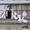Оформление свадьбы Донецк - <ro>Изображение</ro><ru>Изображение</ru> #2, <ru>Объявление</ru> #1090603