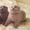 Шотландские вислоухие  и британские котята  - <ro>Изображение</ro><ru>Изображение</ru> #3, <ru>Объявление</ru> #75969