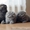 Шотландские вислоухие  и британские котята  - <ro>Изображение</ro><ru>Изображение</ru> #5, <ru>Объявление</ru> #75969