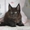 Мейн-кун котята - <ro>Изображение</ro><ru>Изображение</ru> #5, <ru>Объявление</ru> #1080530