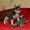 Сибирский хаски щенки. - <ro>Изображение</ro><ru>Изображение</ru> #4, <ru>Объявление</ru> #816858