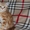 Шотландские котята нарядных окрасов  - <ro>Изображение</ro><ru>Изображение</ru> #2, <ru>Объявление</ru> #1508234