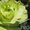 Продам саженцы роз, плодовых деревьев. Бахмут - <ro>Изображение</ro><ru>Изображение</ru> #2, <ru>Объявление</ru> #1581252