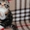 Клубные котята шотландской породы. - <ro>Изображение</ro><ru>Изображение</ru> #1, <ru>Объявление</ru> #1588694
