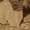 камень песчаник природный тигровый с разводом  - <ro>Изображение</ro><ru>Изображение</ru> #3, <ru>Объявление</ru> #1645095