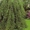 хвойные и декоративно лиственные растения - <ro>Изображение</ro><ru>Изображение</ru> #2, <ru>Объявление</ru> #1649685