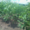 Продам саженцы плодовые деревья грецкий орех фундук. Кустарники - <ro>Изображение</ro><ru>Изображение</ru> #3, <ru>Объявление</ru> #1663911