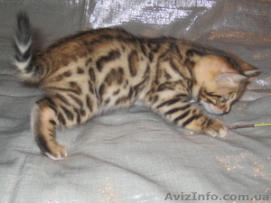 Бенгальских котят леопардового окраса - <ro>Изображение</ro><ru>Изображение</ru> #1, <ru>Объявление</ru> #17823