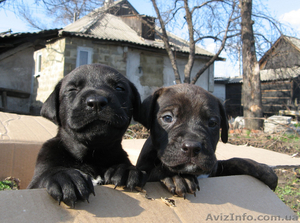 Продам самых красивых щенков!!! - <ro>Изображение</ro><ru>Изображение</ru> #2, <ru>Объявление</ru> #26337