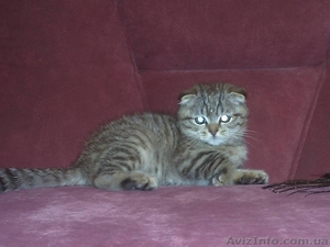 продаются шотландские вислоухие котята - <ro>Изображение</ro><ru>Изображение</ru> #1, <ru>Объявление</ru> #41669