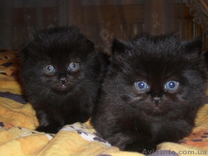 Продам шотландских котят - <ro>Изображение</ro><ru>Изображение</ru> #2, <ru>Объявление</ru> #38522