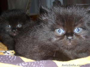 Продам шотландских котят - <ro>Изображение</ro><ru>Изображение</ru> #4, <ru>Объявление</ru> #38522