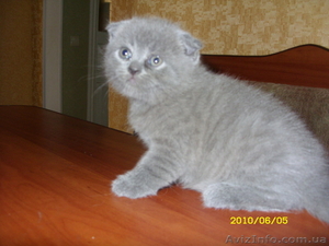 Продам шотландского котёнка - <ro>Изображение</ro><ru>Изображение</ru> #1, <ru>Объявление</ru> #45477