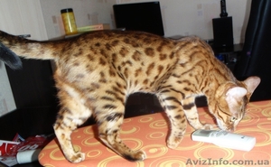 Бенгальские котята леопардового окраса - <ro>Изображение</ro><ru>Изображение</ru> #1, <ru>Объявление</ru> #60145