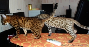 Бенгальские котята леопардового окраса - <ro>Изображение</ro><ru>Изображение</ru> #2, <ru>Объявление</ru> #60145