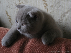 Продам шотланских котят - <ro>Изображение</ro><ru>Изображение</ru> #5, <ru>Объявление</ru> #76700