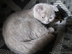Продам шотланских котят - <ro>Изображение</ro><ru>Изображение</ru> #2, <ru>Объявление</ru> #76700