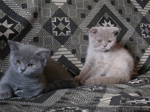 Продам шотланских котят - <ro>Изображение</ro><ru>Изображение</ru> #1, <ru>Объявление</ru> #76700
