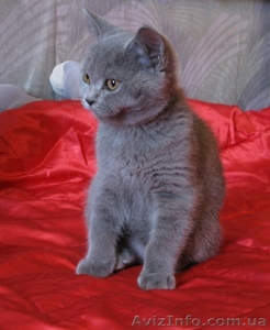 Продам шотландскую кошечку - <ro>Изображение</ro><ru>Изображение</ru> #2, <ru>Объявление</ru> #84469