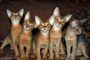 Абиссинские котяшки - <ro>Изображение</ro><ru>Изображение</ru> #1, <ru>Объявление</ru> #78563