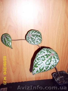 Много разных экзотических растений - <ro>Изображение</ro><ru>Изображение</ru> #4, <ru>Объявление</ru> #57835