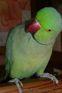 Продам ожерелового попугая с клеткой - <ro>Изображение</ro><ru>Изображение</ru> #1, <ru>Объявление</ru> #80547