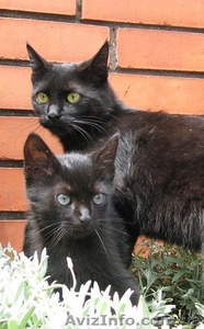 Чёрные кошки в ассортименте! - <ro>Изображение</ro><ru>Изображение</ru> #1, <ru>Объявление</ru> #100551