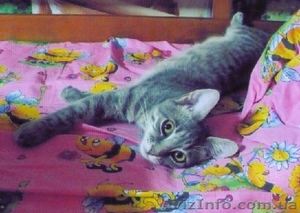 Крупная кошка ищет хозяев - <ro>Изображение</ro><ru>Изображение</ru> #1, <ru>Объявление</ru> #103844