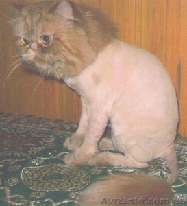Персидский кот ищет хозяина - <ro>Изображение</ro><ru>Изображение</ru> #1, <ru>Объявление</ru> #106214