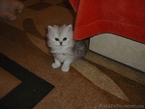 Продам персидских котят (серебристые шиншиллы и кремовый биколор) - <ro>Изображение</ro><ru>Изображение</ru> #1, <ru>Объявление</ru> #161194