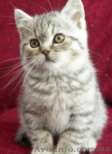 Котёнок из рекламы "Вискас" - <ro>Изображение</ro><ru>Изображение</ru> #1, <ru>Объявление</ru> #202460