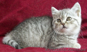 Котёнок из рекламы "Вискас" - <ro>Изображение</ro><ru>Изображение</ru> #3, <ru>Объявление</ru> #202460