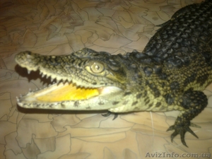 нильский крокодил - <ro>Изображение</ro><ru>Изображение</ru> #1, <ru>Объявление</ru> #222881