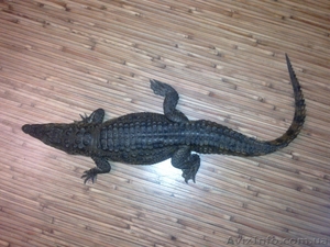 нильский крокодил - <ro>Изображение</ro><ru>Изображение</ru> #3, <ru>Объявление</ru> #222881